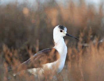 Echasse blanche<br>NIKON D4, 700 mm, 7200 ISO,  1/2000 sec,  f : 8 